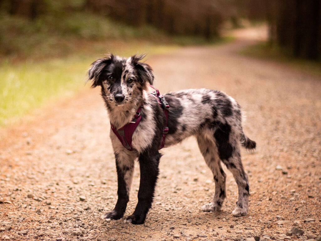 Ramble harness – Bild 6