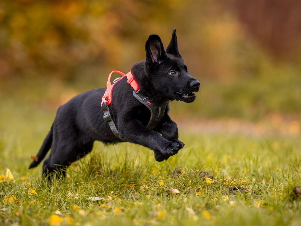 Ramble harness – Bild 5