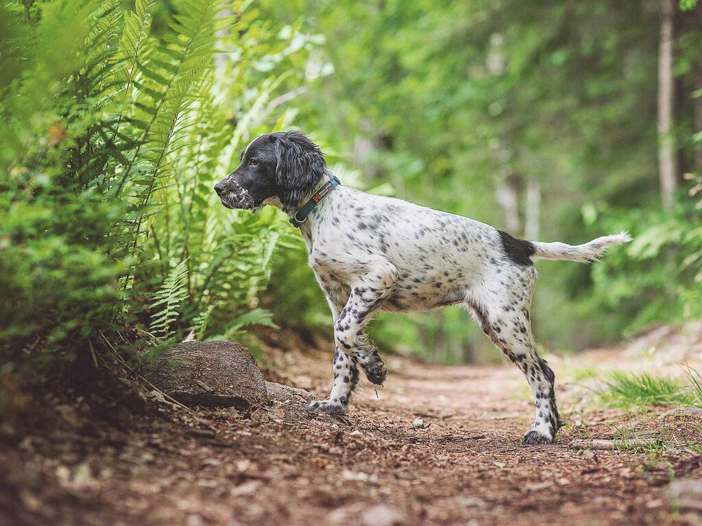 Tumble collar - Halsband für Welpen und kleine Hunde – Bild 7