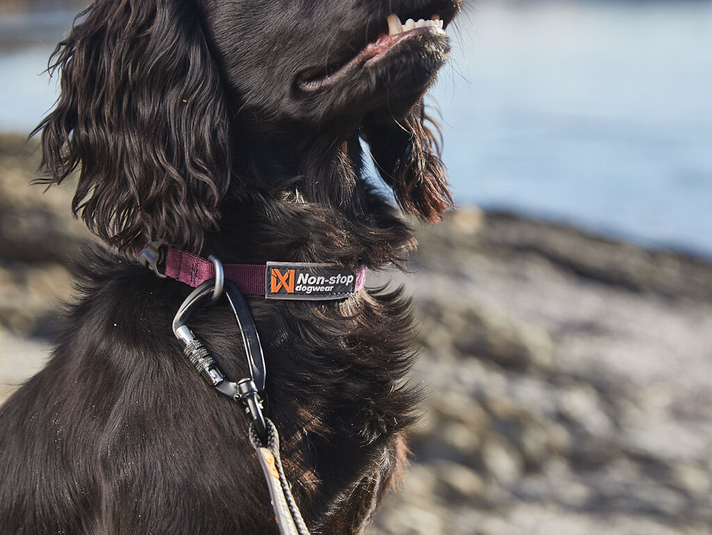 Tumble collar - Halsband für Welpen und kleine Hunde – Bild 6