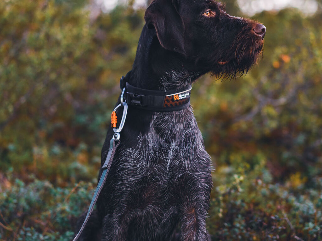 Rock adjustable collar – Bild 3