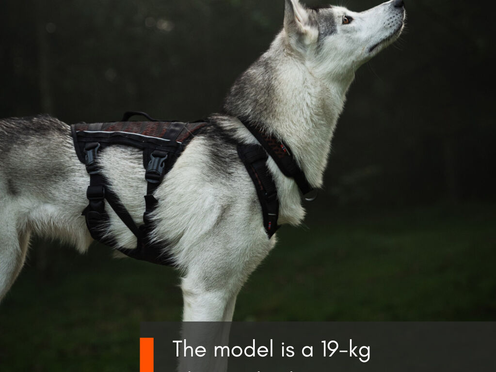 Rock harness long – Bild 3