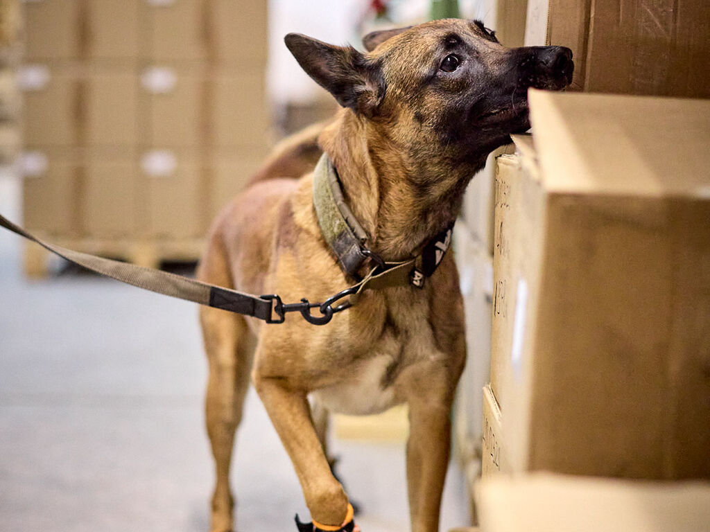 Solid collar WD - Strapazierfähiges Hundehalsband – Bild 6