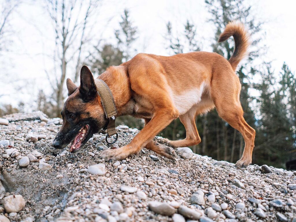 Solid collar WD - Strapazierfähiges Hundehalsband – Bild 5
