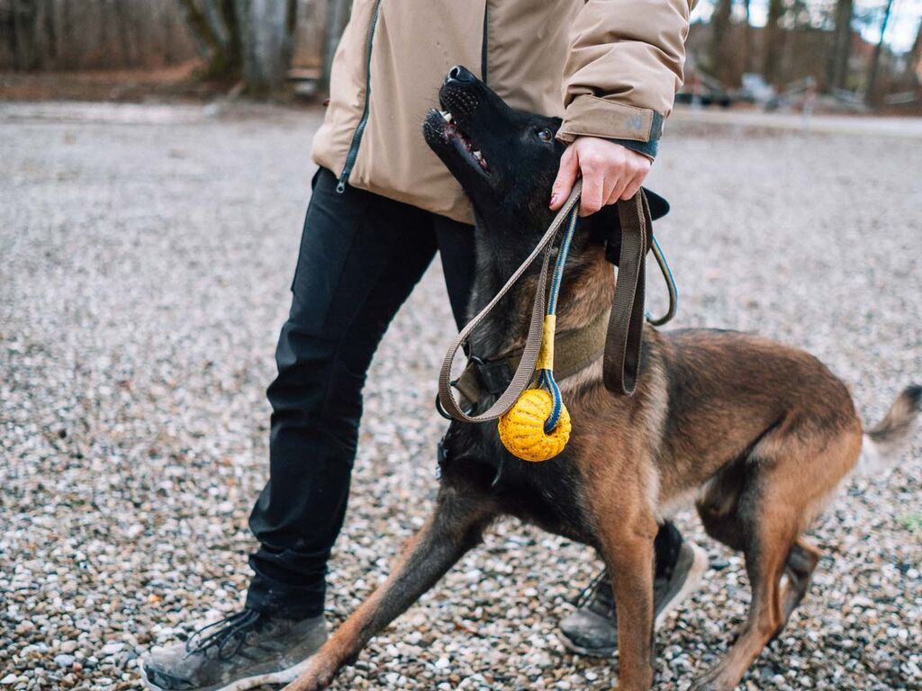 Solid leash WD – Bild 3