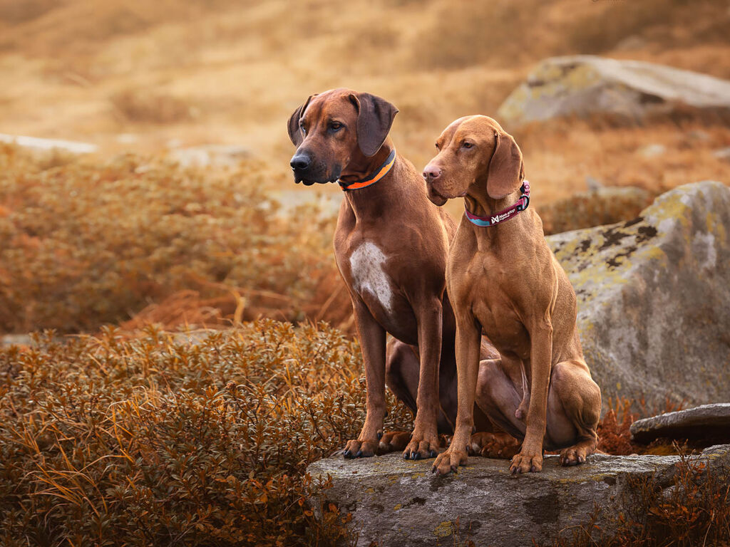 Trail quest collar – Bild 4