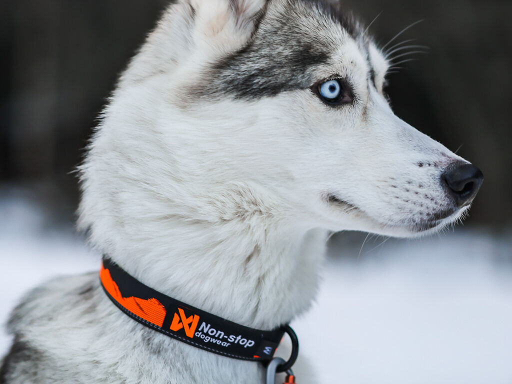 Trail quest collar – Bild 3