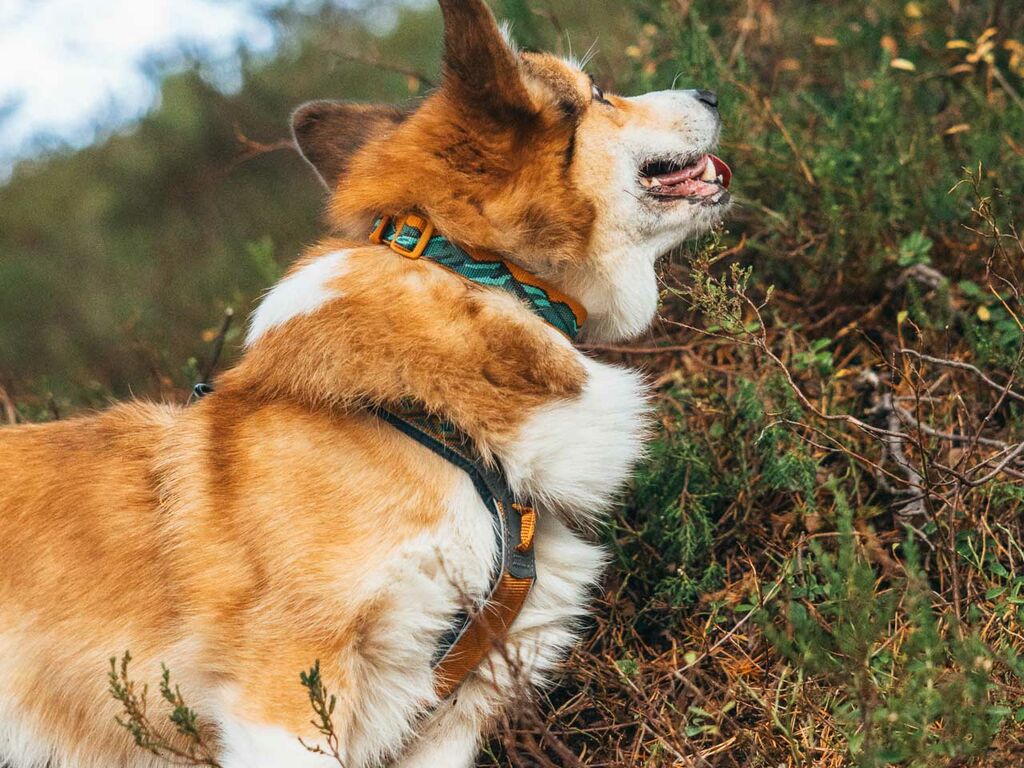 Trail quest collar Rachel Pohl edition – Bild 3