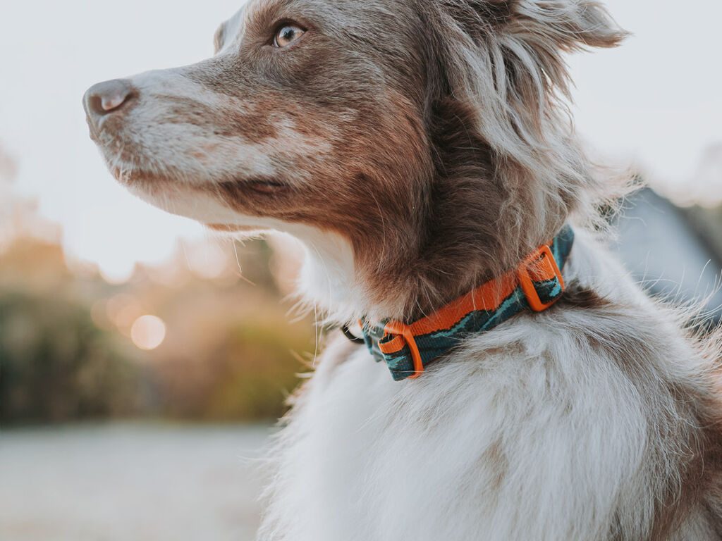 Trail quest collar Rachel Pohl edition – Bild 4