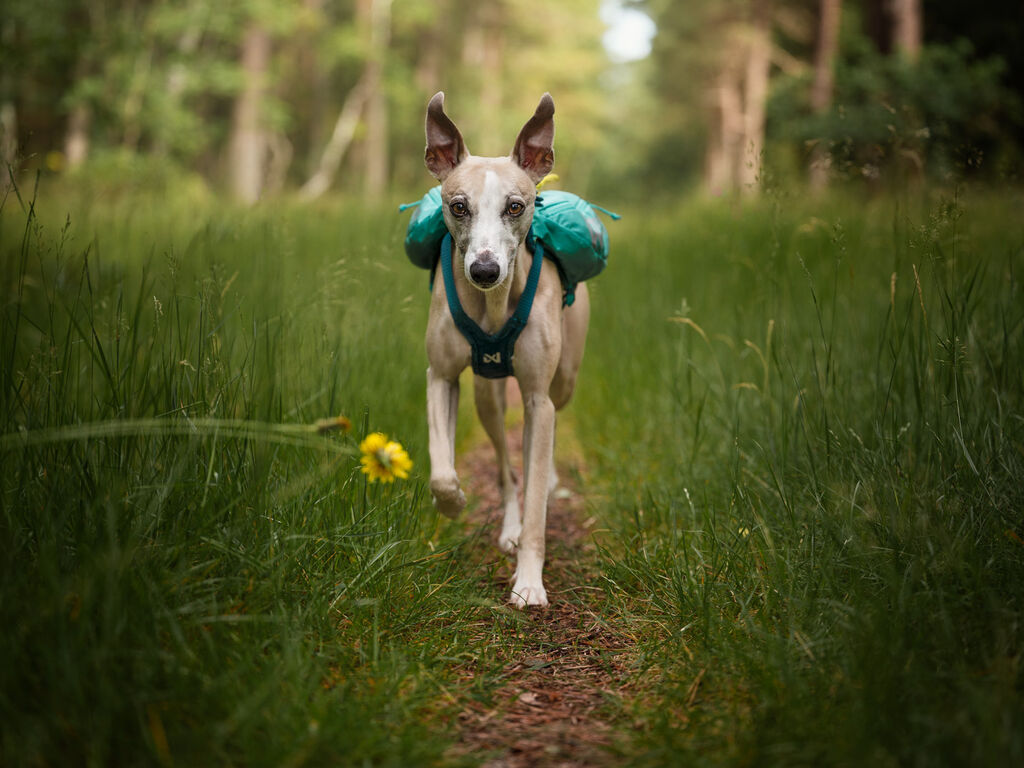 Trail light dog backpack – Bild 6