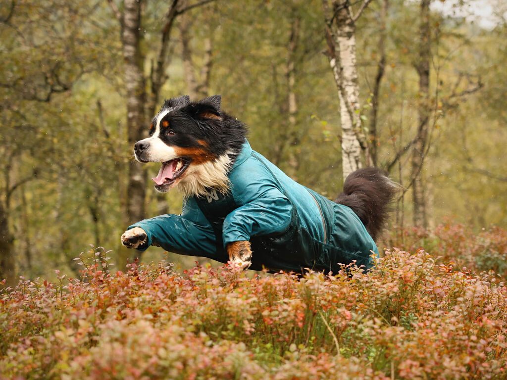 Fjord overall raincoat - Ganzkörper Hunderegenmantel – Bild 6