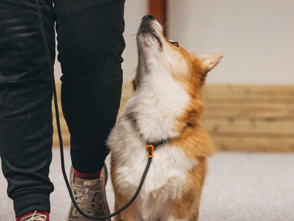 Retriever leash – Bild 3