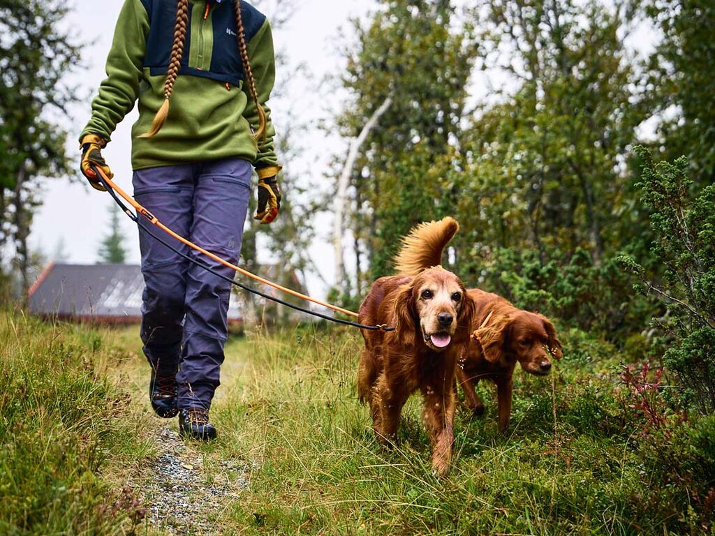 Retriever leash – Bild 5
