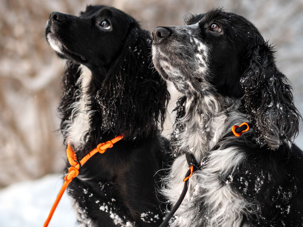 Retriever leash – Bild 4