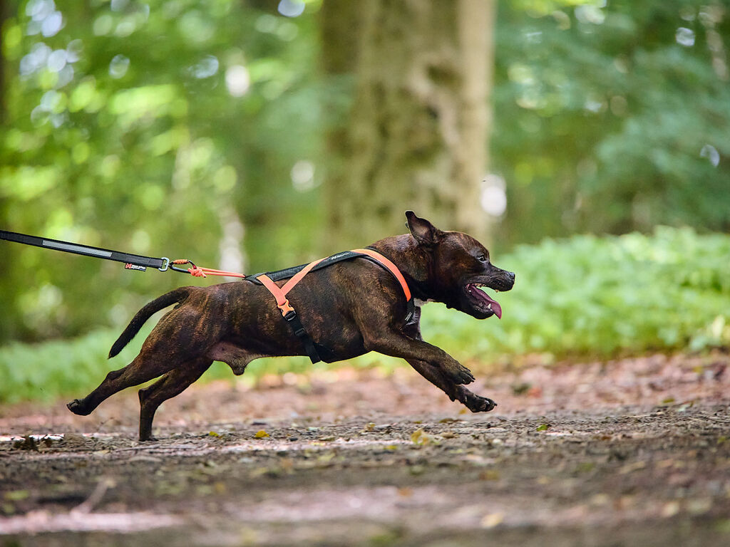 Rush harness – Bild 3