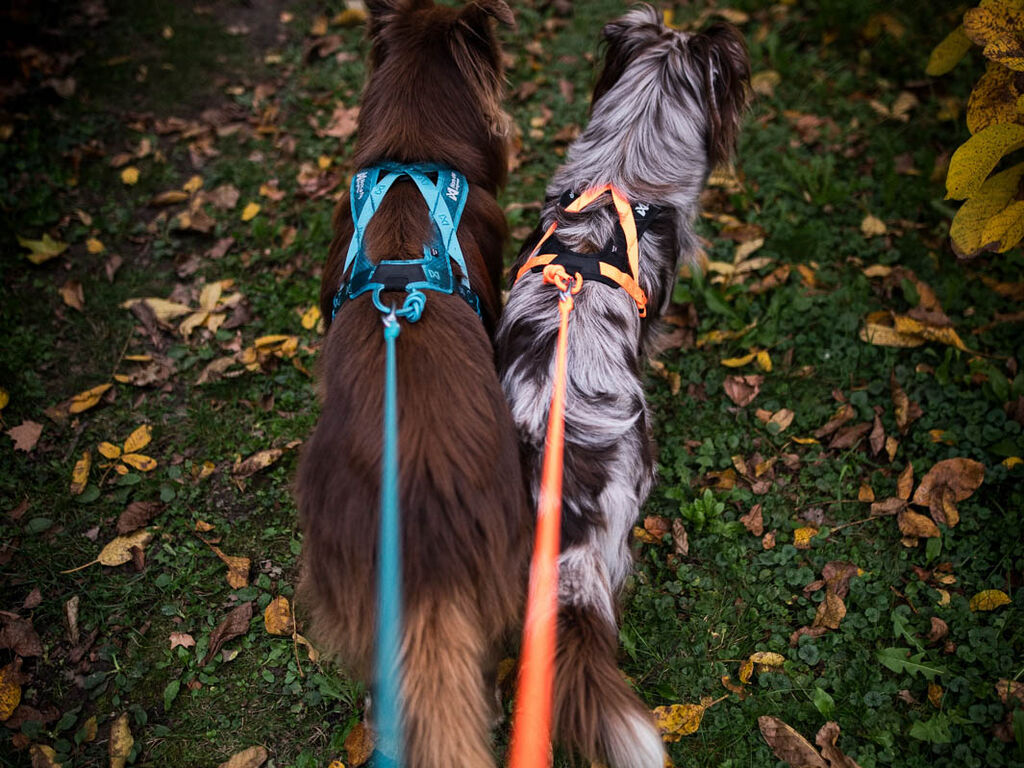 Rush harness – Bild 5