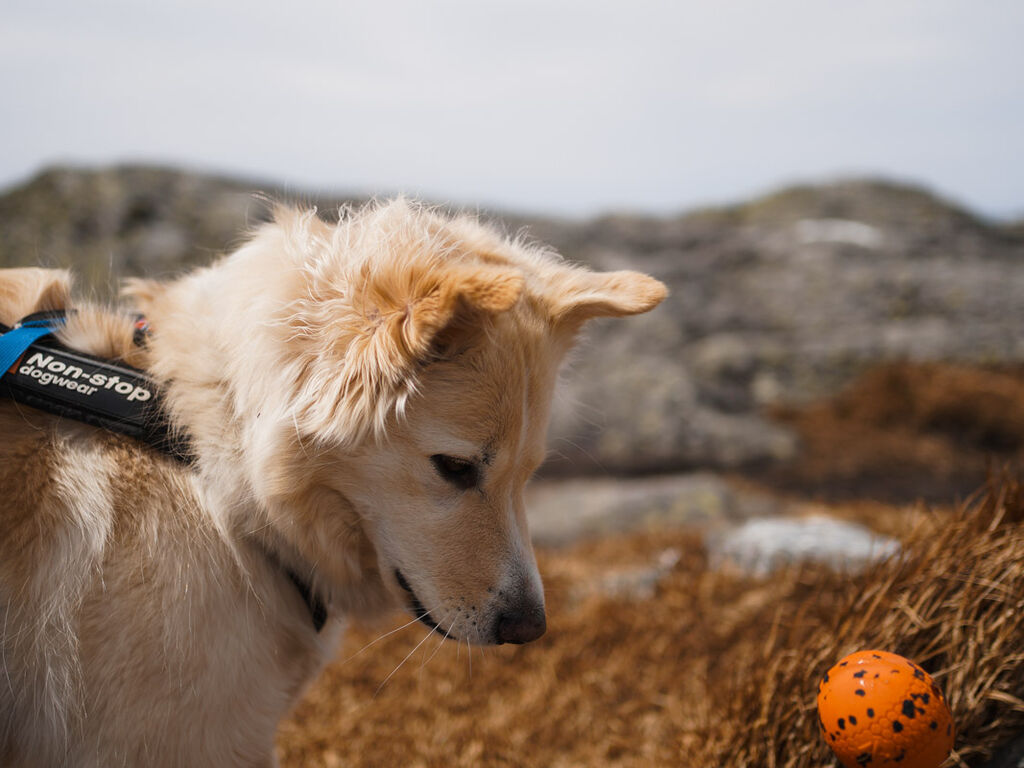 Dog ball – Bild 4