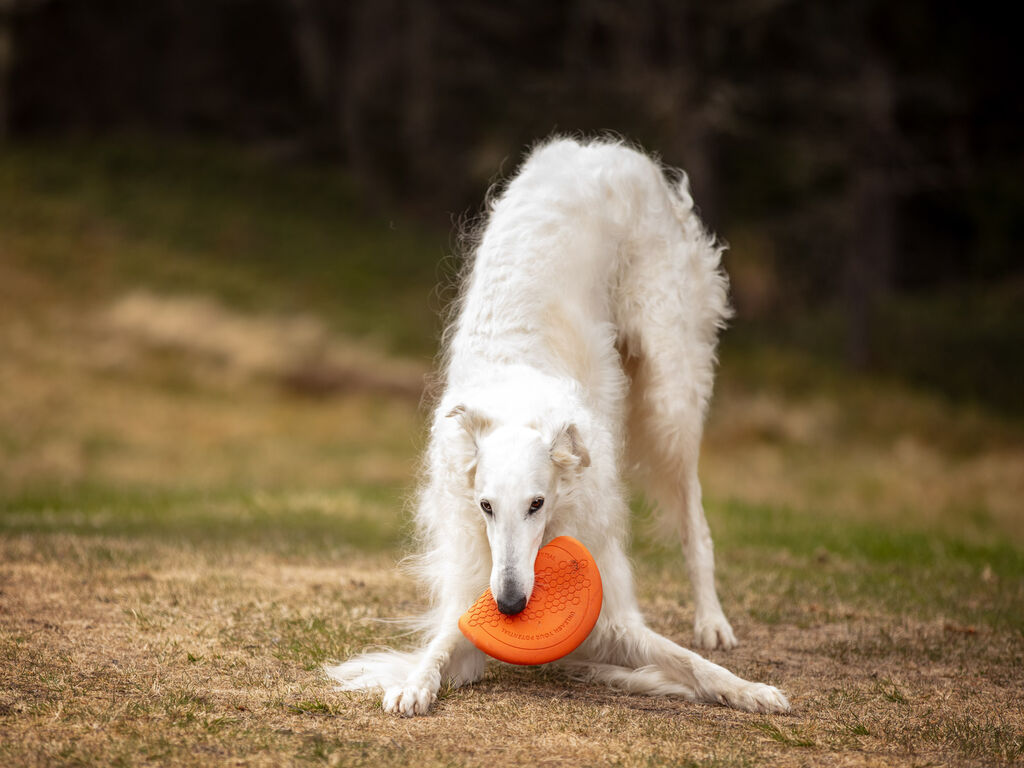 Dog flying disc – Bild 4