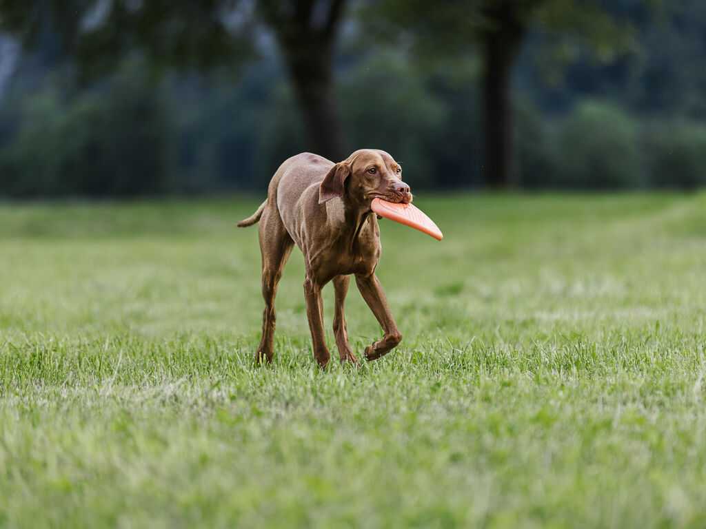 Dog flying disc – Bild 6