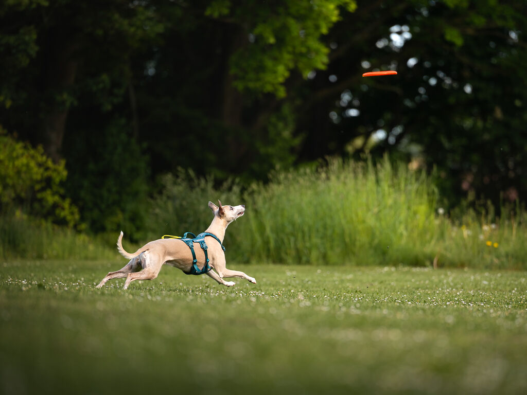 Dog flying disc – Bild 5