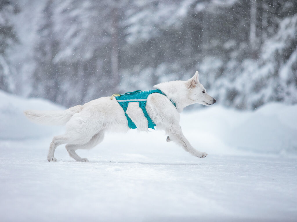 Ramble harness long – Bild 3