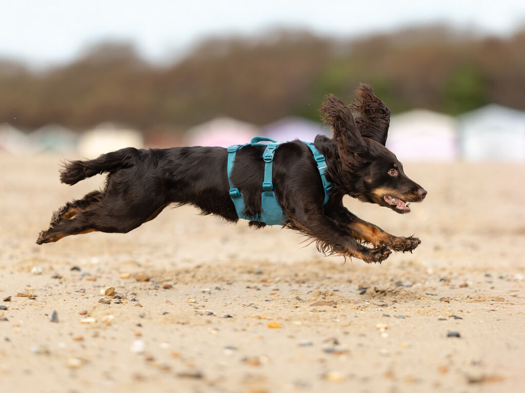 Ramble harness long – Bild 4