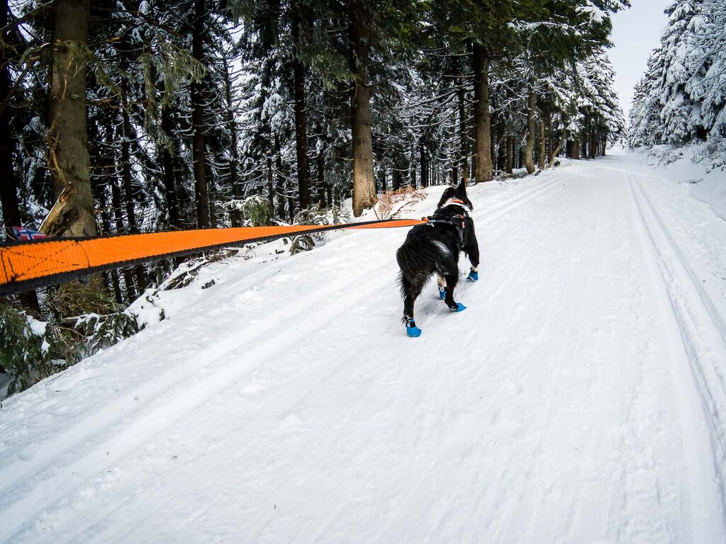 Bungee leash – Bild 6