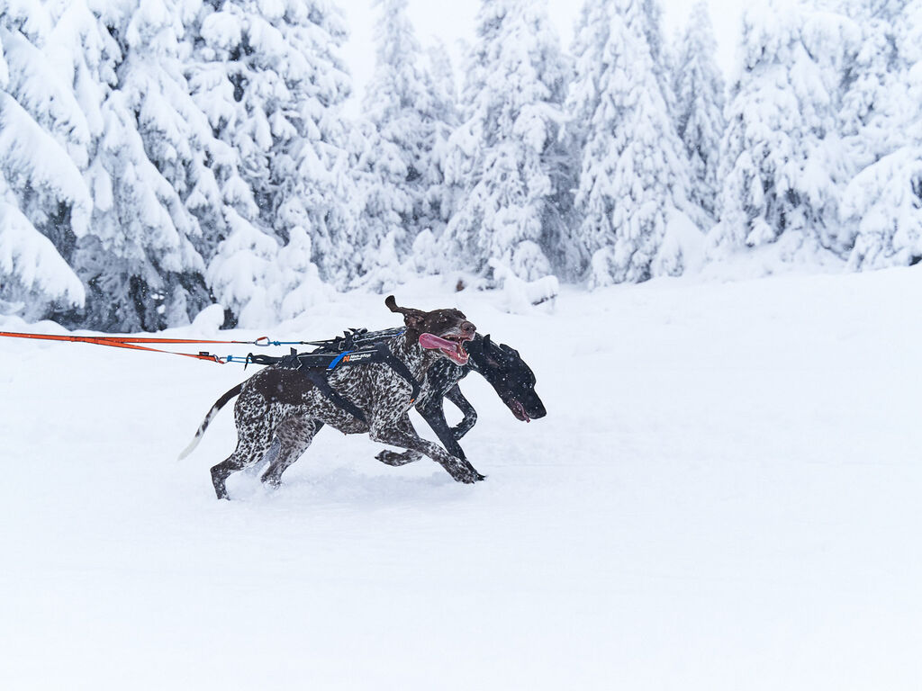Bungee leash double – Bild 4