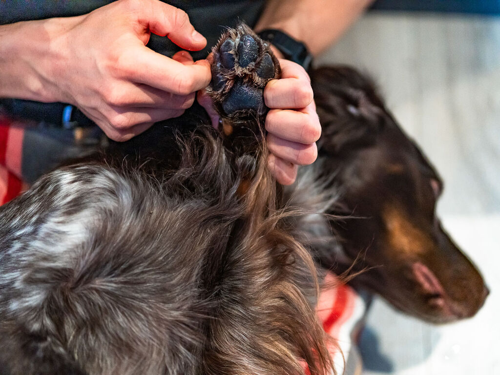 Paw care – Bild 6