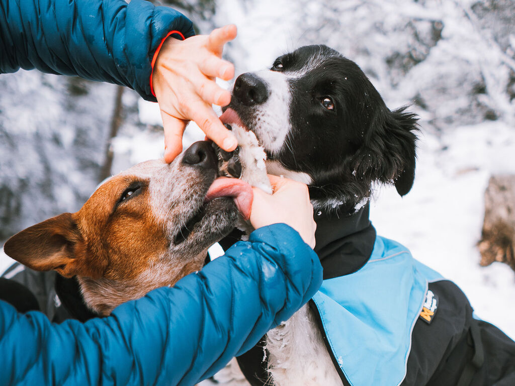Paw care – Bild 5