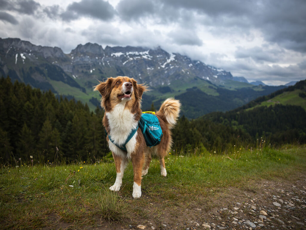 Trail quest dog backpack – Bild 8