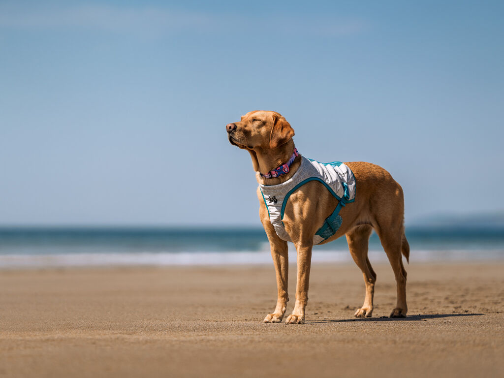 Cooling vest – Bild 7