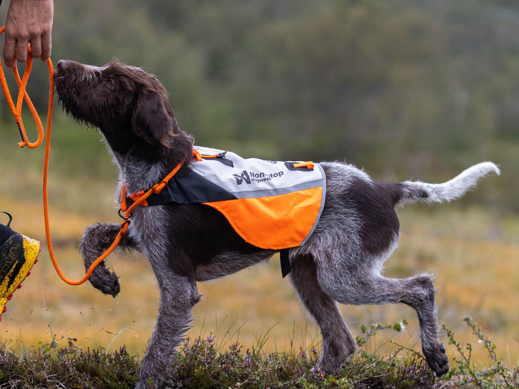 Protector cover 2.0 - Warnschutz Hundeweste – Bild 6