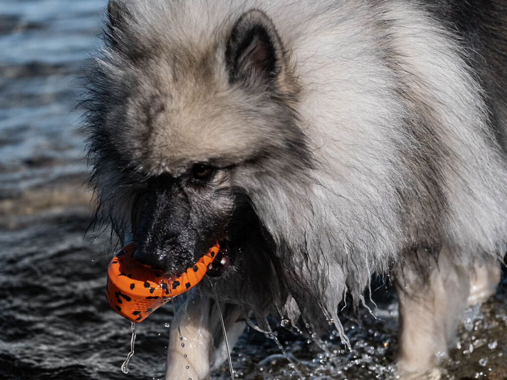 Dog throw toy – Bild 3