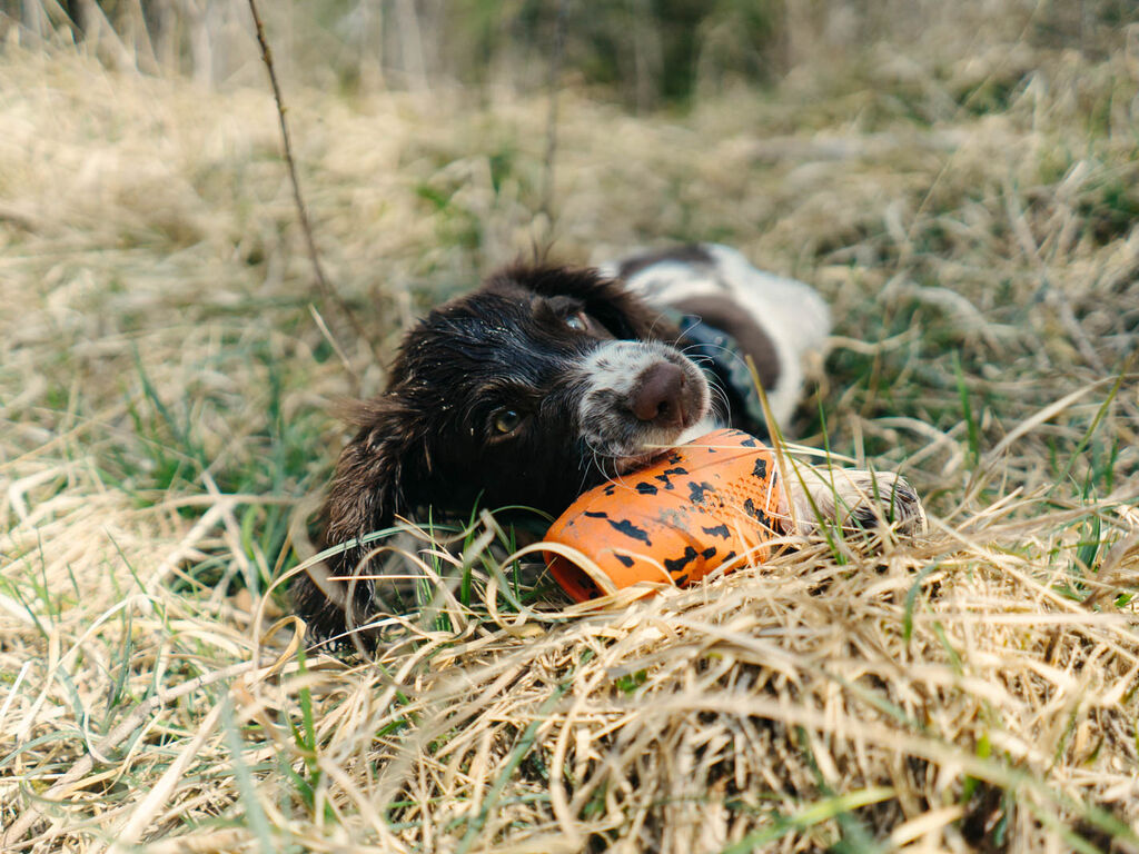 Dog throw toy – Bild 2