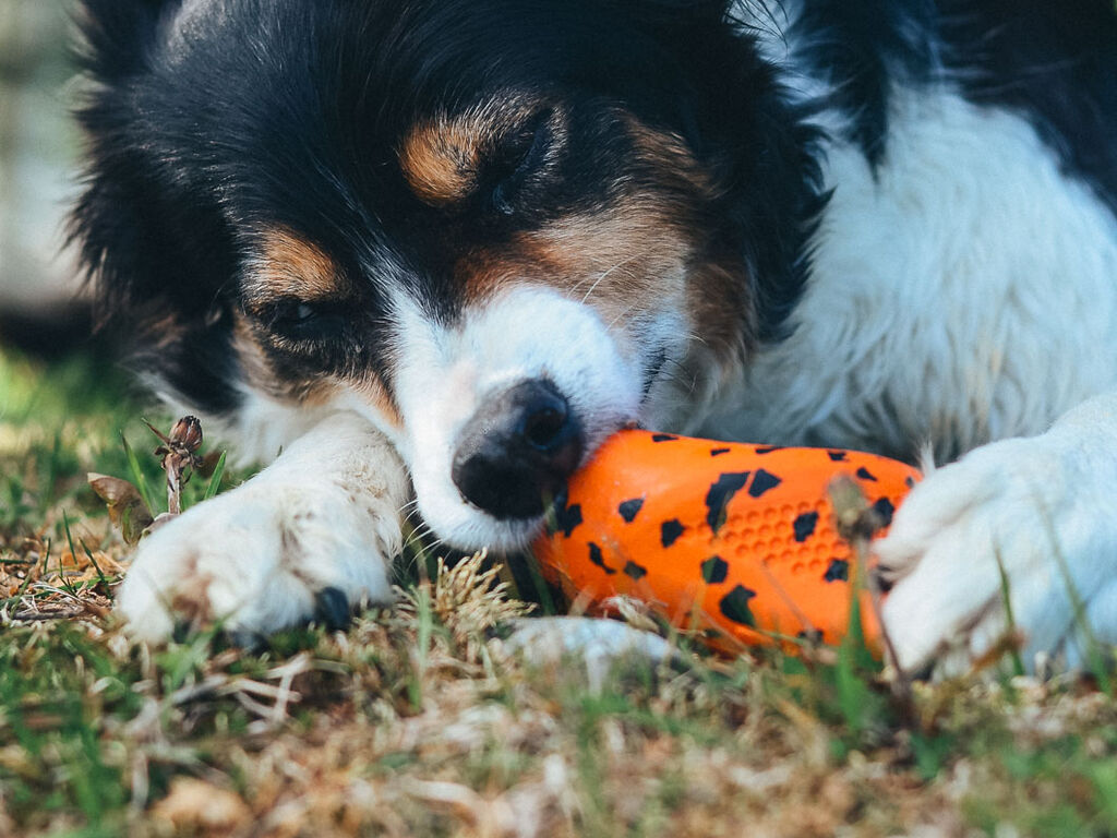 Dog throw toy – Bild 4