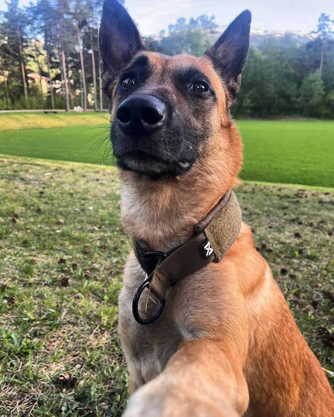 Solid collar WD - Strapazierfähiges Hundehalsband – Bild 7