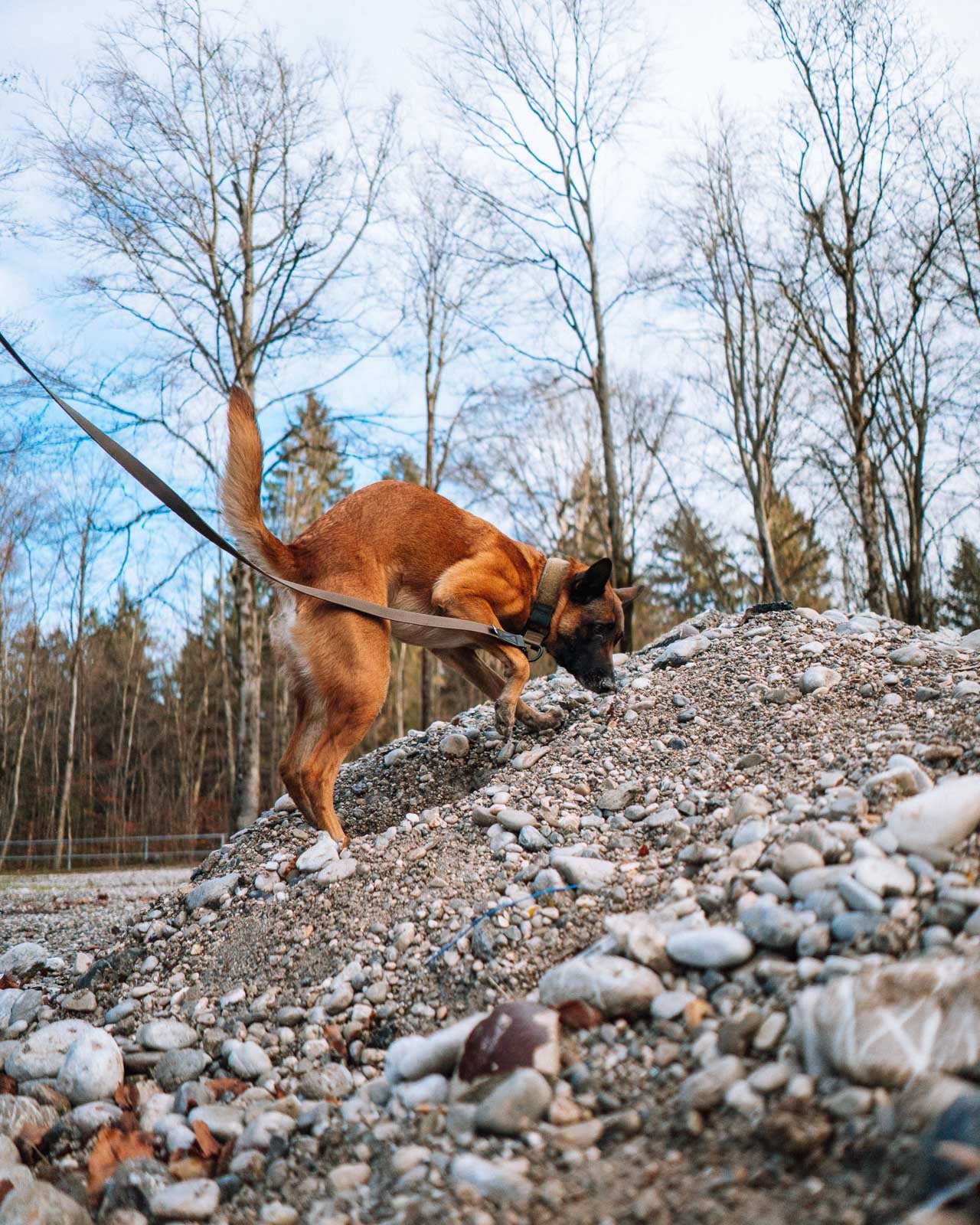 Solid leash WD – Bild 4